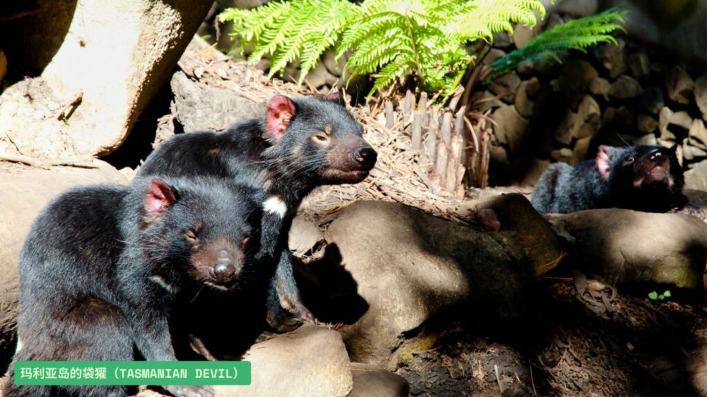 12.玛利亚岛的袋獾 Tasmanian Devil