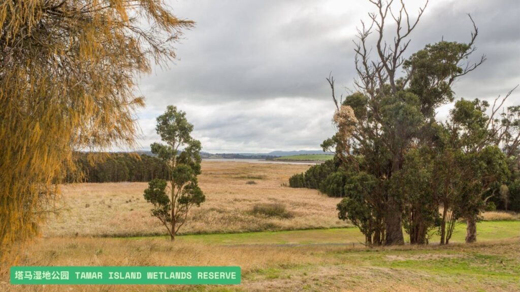 塔马湿地公园 Tamar Island Wetlands Reserve