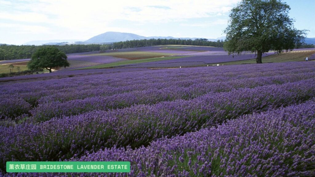 薰衣草庄园 Bridestowe Lavender Estate