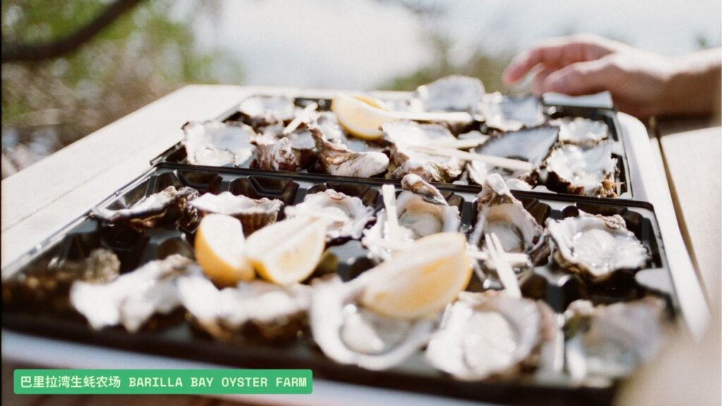 巴里拉湾生蚝农场 Barilla Bay Oyster Farm