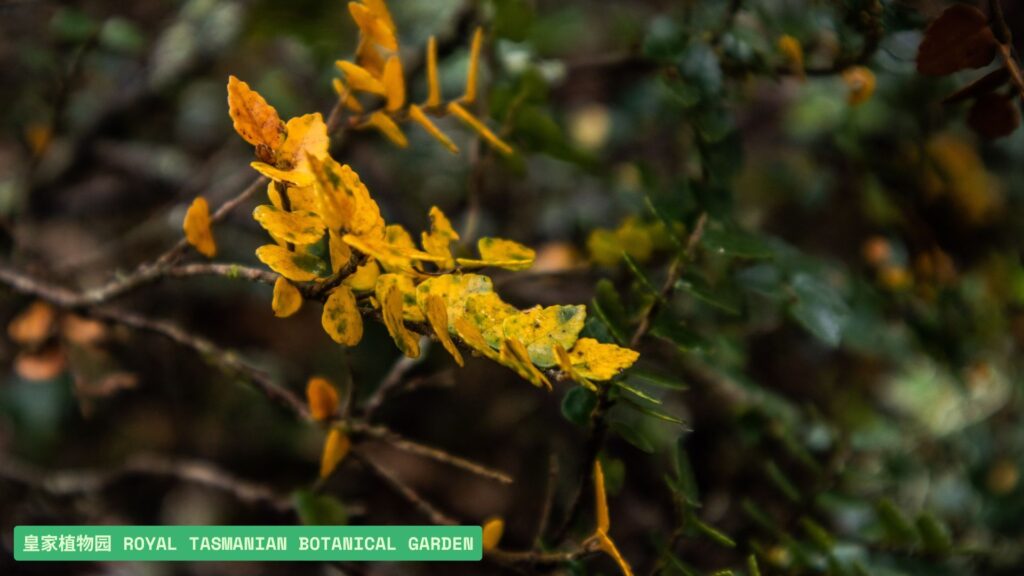 皇家植物园（Royal Tasmanian Botanical Garden）