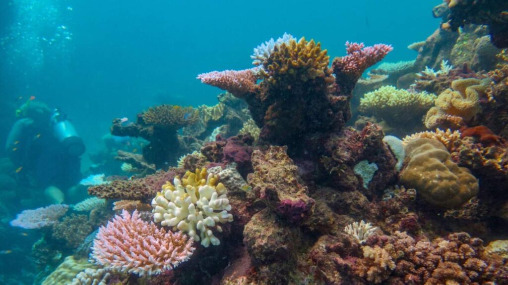 Diver exploring colourful corals at the Great Barrier Reef underwater